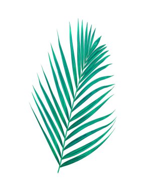 Beyaz arkaplanda izole edilmiş yeşil palmiye yaprakları