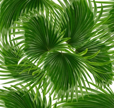 Beyaz arkaplanda yeşil palmiye yaprakları