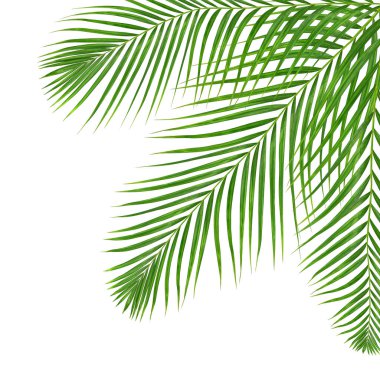 Beyaz arkaplanda izole edilmiş yeşil palmiye yaprakları
