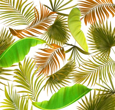 Palmiye ağacı arkaplanının yaprakları
