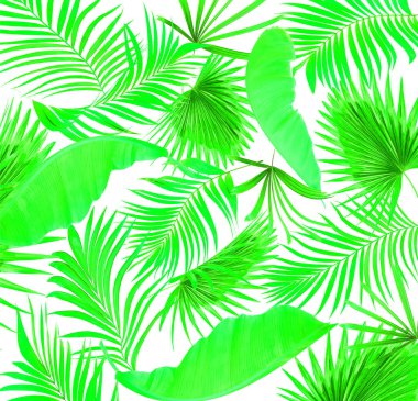 Beyaz arkaplanda yeşil palmiye yaprakları