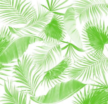 Beyaz arkaplanda yeşil palmiye yaprakları