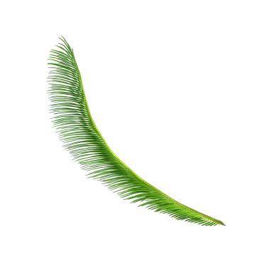 Çikasların yeşil yaprağı