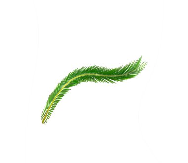 Çikasların yeşil yaprağı