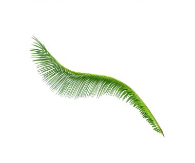 Çikasların yeşil yaprağı