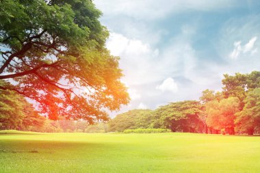 Büyük ağaçlar bahçesinde bulunan seri çekim ışık
