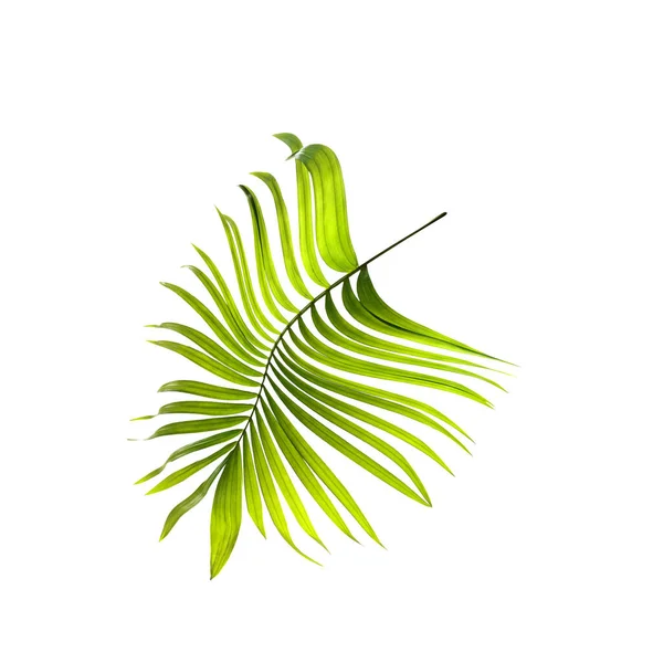 Hoja Verde Palmera Sobre Fondo Blanco — Foto de Stock