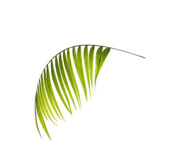 Πράσινο Φύλλο Φοίνικα Λευκό Φόντο — Φωτογραφία Αρχείου