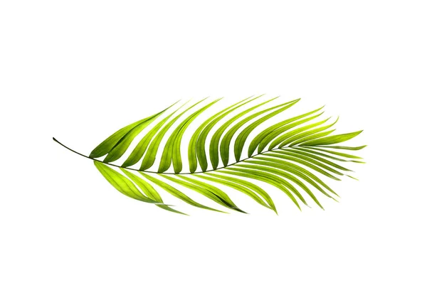 Gröna Blad Palm Vit Bakgrund — Stockfoto