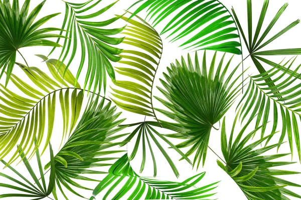 白色背景的棕榈树绿叶 — 图库照片