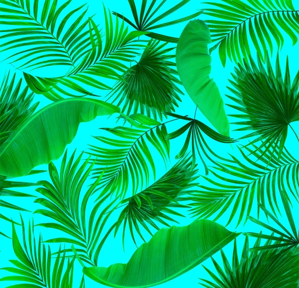 棕榈树背景的叶子 — 图库照片