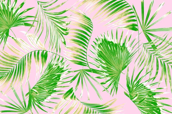 Leaves Palm Tree Background — Stock Photo, Image