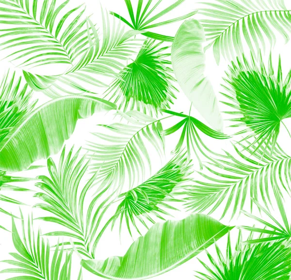 Green Leaves Palm Tree White Background — Stock Photo, Image