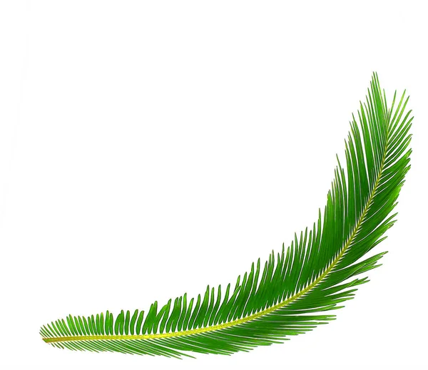 Grönt Blad Cycads Träd Bakgrund — Stockfoto