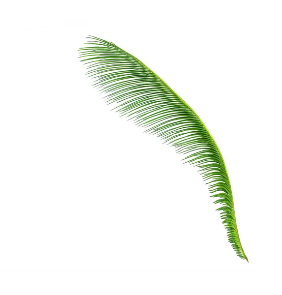 Grönt Blad Cycads Träd Bakgrund — Stockfoto