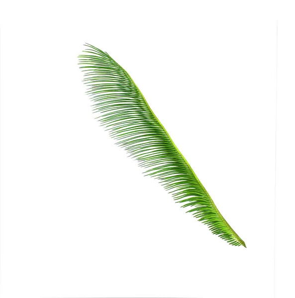 Πράσινο Φύλλο Του Δέντρου Cycads Φόντο — Φωτογραφία Αρχείου