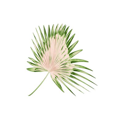 Beyaz arkaplanda yeşil palmiye yaprakları