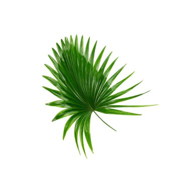 Beyaz arkaplanda yeşil palmiye yaprakları