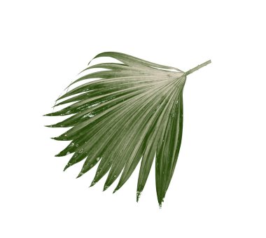 Beyaz arkaplanda izole edilmiş yeşil palmiye yaprakları