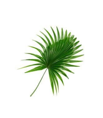 Beyaz arkaplanda yeşil palmiye yaprakları