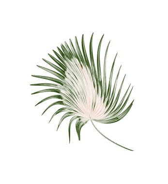 Palmiye ağacının yeşil yaprağı