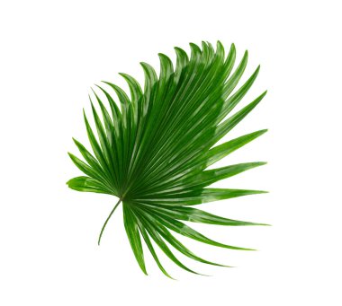 Beyaz arkaplanda yeşil palmiye yaprakları