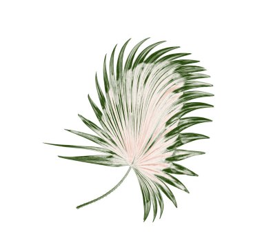 Palmiye ağacının yeşil yaprağı