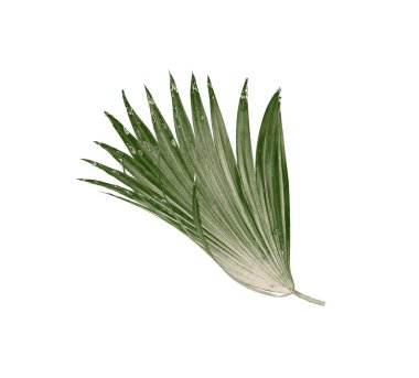Beyaz arkaplanda izole edilmiş yeşil palmiye yaprakları