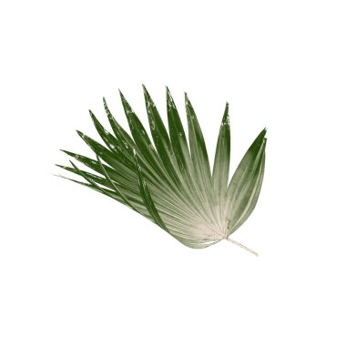 Beyaz arkaplanda izole edilmiş yeşil palmiye yaprakları