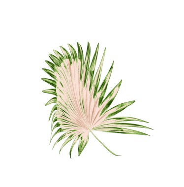 Beyaz arkaplanda yeşil palmiye yaprakları