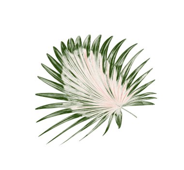 Palmiye ağacının yeşil yaprağı