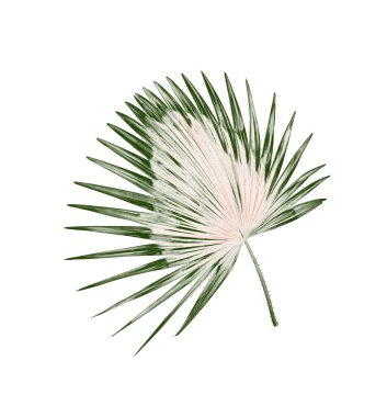 Palmiye ağacının yeşil yaprağı