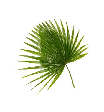 Palmiye ağacının yeşil yaprağı