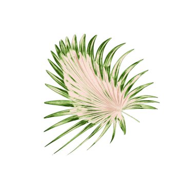 Palmiye ağacının yeşil yaprağı