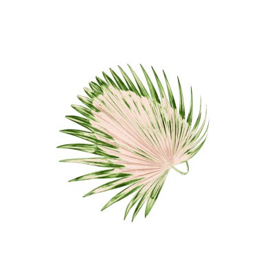 Palmiye ağacının yeşil yaprağı