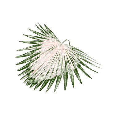 Palmiye ağacının yeşil yaprağı