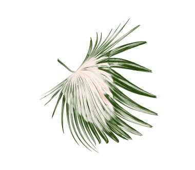 Beyaz arkaplanda yeşil palmiye yaprakları