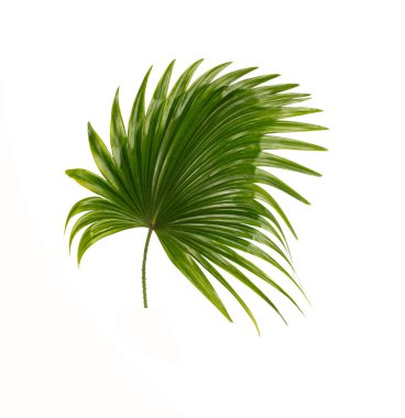 Beyaz arkaplanda yeşil palmiye yaprakları