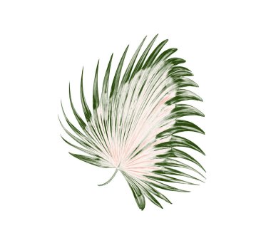 Beyaz arkaplanda yeşil palmiye yaprakları