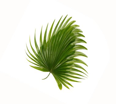 Beyaz arkaplanda yeşil palmiye yaprakları