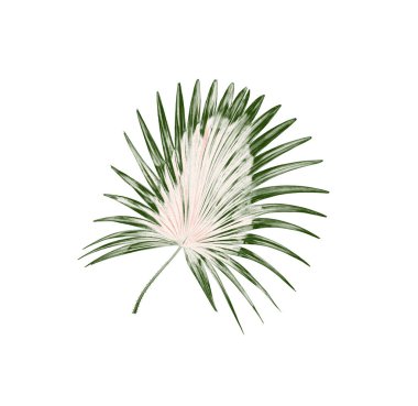 Beyaz arkaplanda yeşil palmiye yaprakları