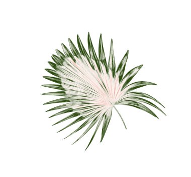 Beyaz arkaplanda yeşil palmiye yaprakları