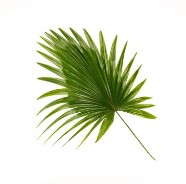 Beyaz arkaplanda yeşil palmiye yaprakları