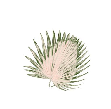 Palmiye ağacının yeşil yaprağı