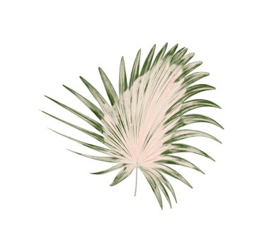 Palmiye ağacının yeşil yaprağı