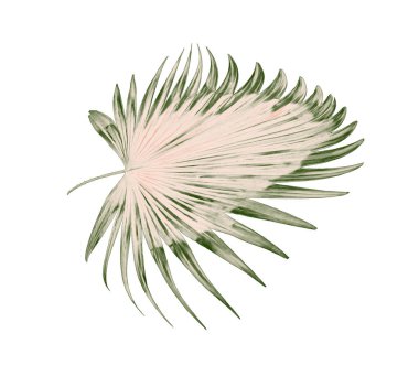 Beyaz arkaplanda yeşil palmiye yaprakları