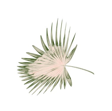 Beyaz arkaplanda yeşil palmiye yaprakları