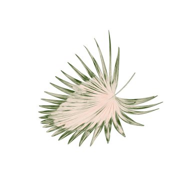 Beyaz arkaplanda yeşil palmiye yaprakları