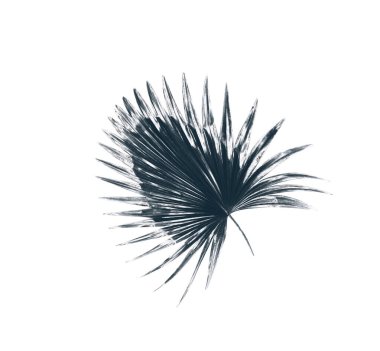 Beyaz arkaplanda yeşil palmiye yaprakları