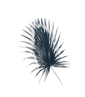 Beyaz arkaplanda yeşil palmiye yaprakları